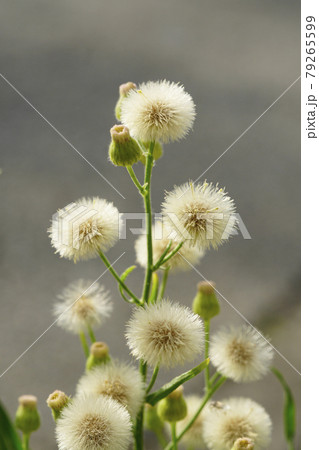 夏、道路脇に大きな雑草アレチノギクはびこる...1 夏、道路脇に大きな雑草アレチノギクはびこる...1 79265599