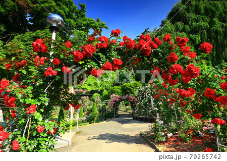 花巻温泉 新緑のバラ園 花巻温泉 新緑のバラ園 79265742