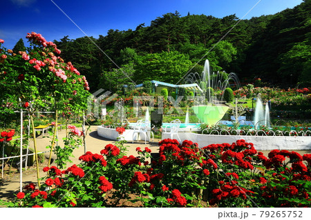 花巻温泉 新緑のバラ園 花巻温泉 新緑のバラ園 79265752