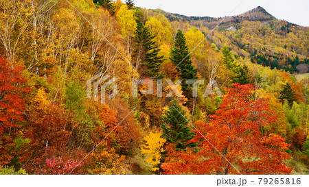 信州紅葉の山田牧場から望む笠岳 信州紅葉の山田牧場から望む笠岳 79265816