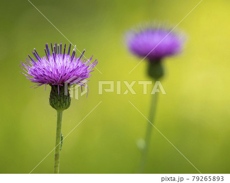 ノアザミの花 79265893