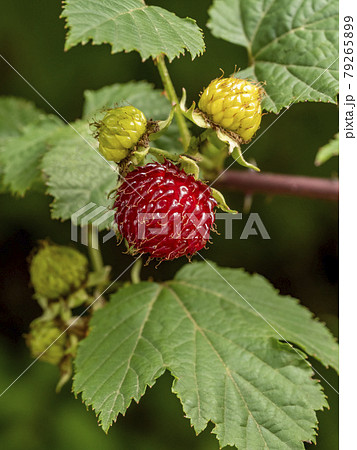 ニガイチゴの木に付いてる赤い実 79265899