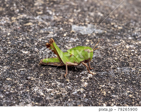 岩の上にいるトノサマバッタの幼虫 岩の上にいるトノサマバッタの幼虫 79265900