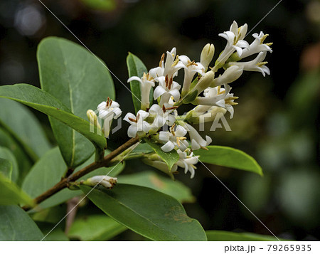 イボタノキの白い花 79265935