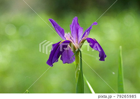 緑の湿地に紫色のカキツバタの花が1輪咲いている。クローズアップ。 79265985