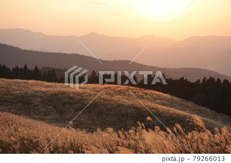 曾爾高原のすすき 79266013