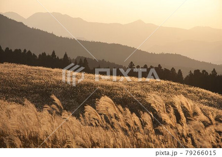 曾爾高原のすすき 79266015