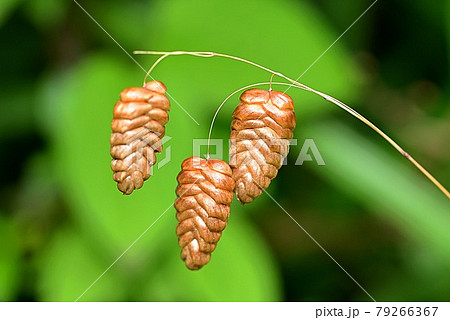 コバンソウ 79266367