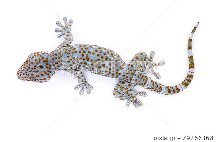 gecko  isolated on  white background 79266368