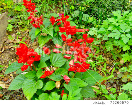 植物、サルビアの花 植物、サルビアの花 79266670