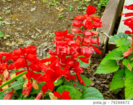 植物、サルビアの花 79266672