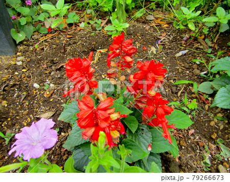 植物、サルビアの花 79266673