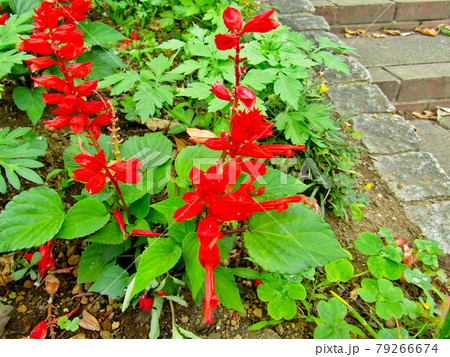 植物、サルビアの花 植物、サルビアの花 79266674