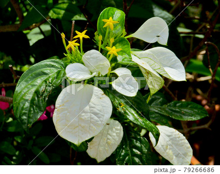 植物、ケコンロンカの花 植物、ケコンロンカの花 79266686
