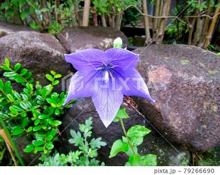 植物、キキョウの花 79266690