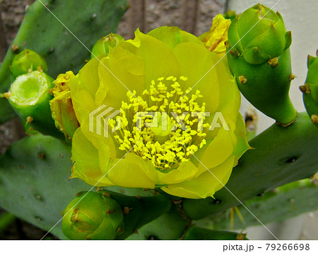 植物、オプンティアの花 植物、オプンティアの花 79266698