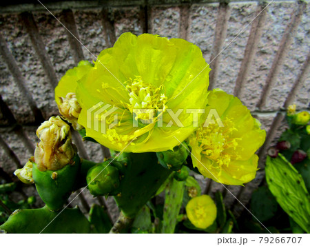 植物、オプンティアの花 植物、オプンティアの花 79266707
