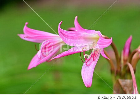 アフリカハマユウ アフリカハマユウ 79266953