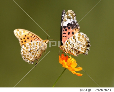 求愛・ツマグロヒョウモン03 79267023