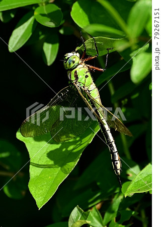 アオヤンマ アオヤンマ 79267151