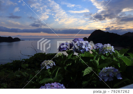 島根県島根半島の紫陽花ロード 島根県島根半島の紫陽花ロード 79267262