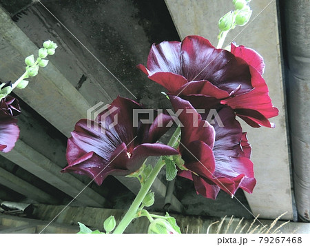 タチアオイ 79267468