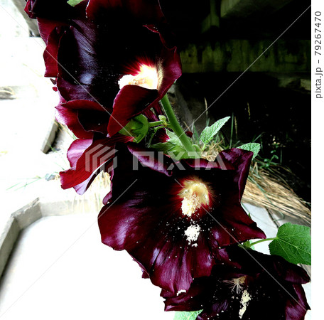 タチアオイ タチアオイ 79267470