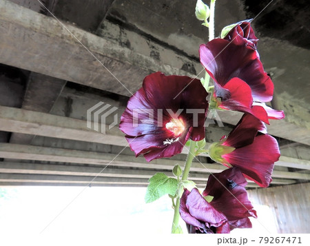 タチアオイ タチアオイ 79267471