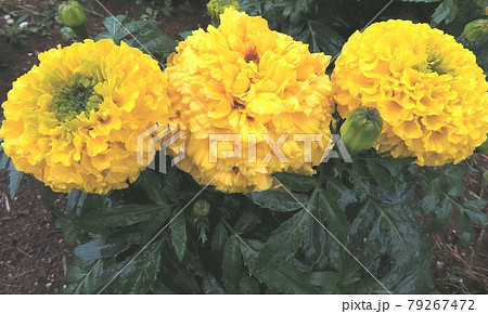 マリーゴールド 79267472
