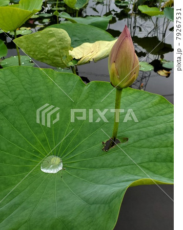 突き抜けるハス 突き抜けるハス 79267531