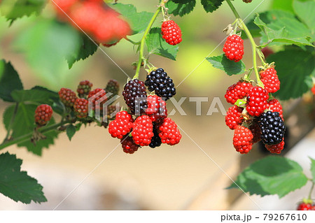 色づき始めたブラックベリー 色づき始めたブラックベリー 79267610