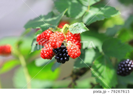 色づき始めたブラックベリー 79267615