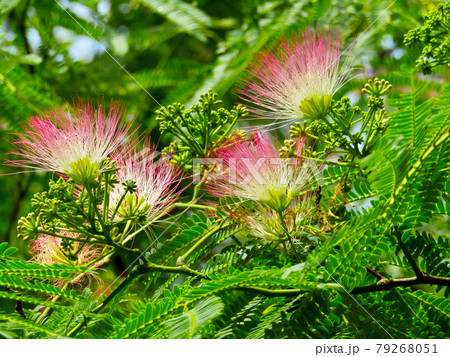 植物、ネムノキの花(アルビジア) 植物、ネムノキの花(アルビジア) 79268051
