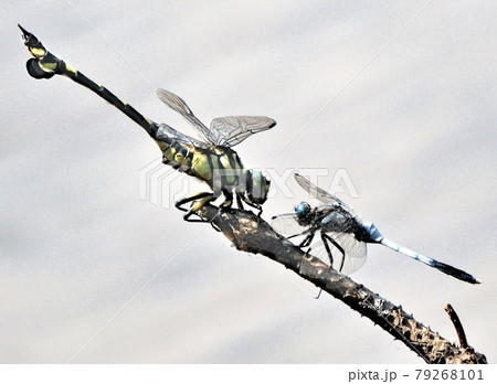 睨めっこ・ウチワヤンマとシオカラトンボ 79268101