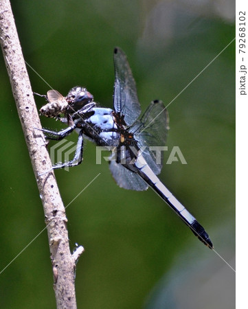 食事中・シオカラトンボが捕食して、休息 食事中・シオカラトンボが捕食して、休息 79268102