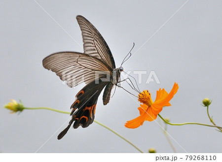 キバナコスモスの花で、吸蜜するクロアゲハ 79268110