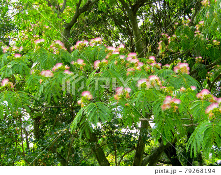 植物、ネムノキの花（アルビジア） 79268194