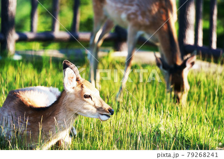 草を食べる二頭ののエゾシカ 79268241