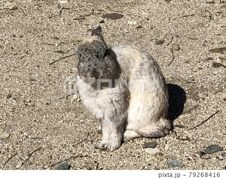 《うさぎの島(大久野島)の首をかしげている顔がグレーのうさぎ》(広島県 竹原市) 《うさぎの島(大久野島)の首をかしげている顔がグレーのうさぎ》(広島県 竹原市) 79268416