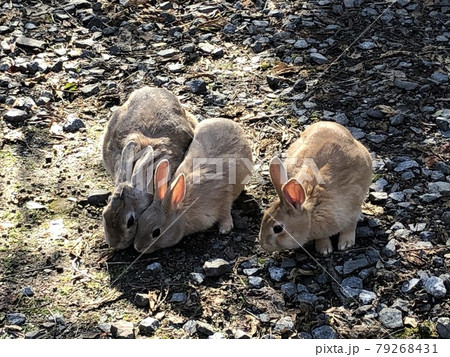 《うさぎの島（大久野島）のエサを食べている茶色の3羽（3匹）の可愛いうさぎ達》（広島県　竹原市） 79268431