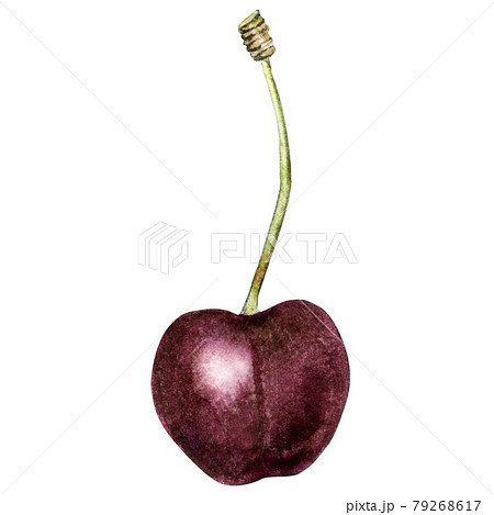 Watercolor single cherry 79268617