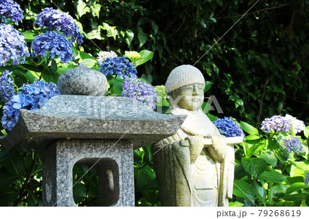 紫陽花　向徳寺　山口県　長門市　梅雨 79268619