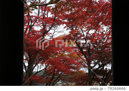 東屋から見た紅葉 東屋から見た紅葉 79268666