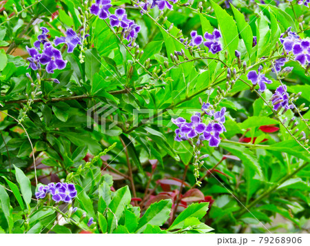 植物 デュランタの花 タイワンレンギョウ の写真素材