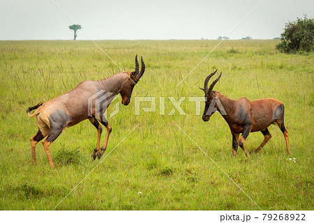 Two male topi fighting in long grass Two male topi fighting in long grass 79268922
