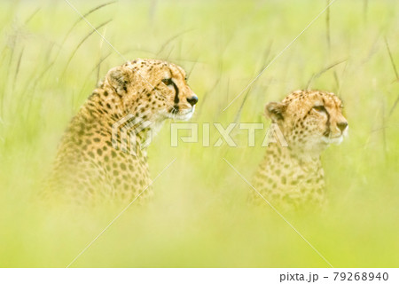 Two cheetahs sitting in tall blurred grass 79268940