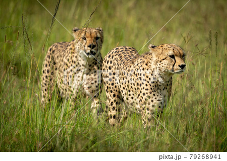 Two cheetahs walks through long grass together 79268941