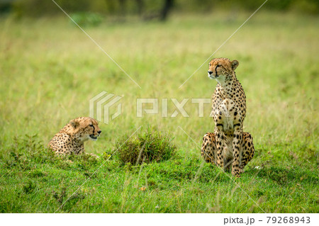Two cheetahs sitting and lying in savannah Two cheetahs sitting and lying in savannah 79268943