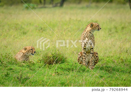 Two cheetahs sitting and lying in grassland Two cheetahs sitting and lying in grassland 79268944