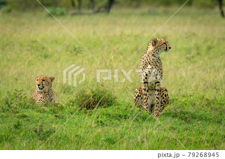 Two cheetahs sitting and lying in grass Two cheetahs sitting and lying in grass 79268945